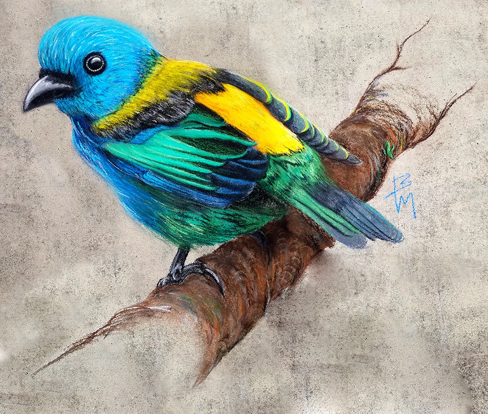 bird_tanager_062021b