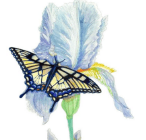 Butterflies & Blooms Summer Art Camp
