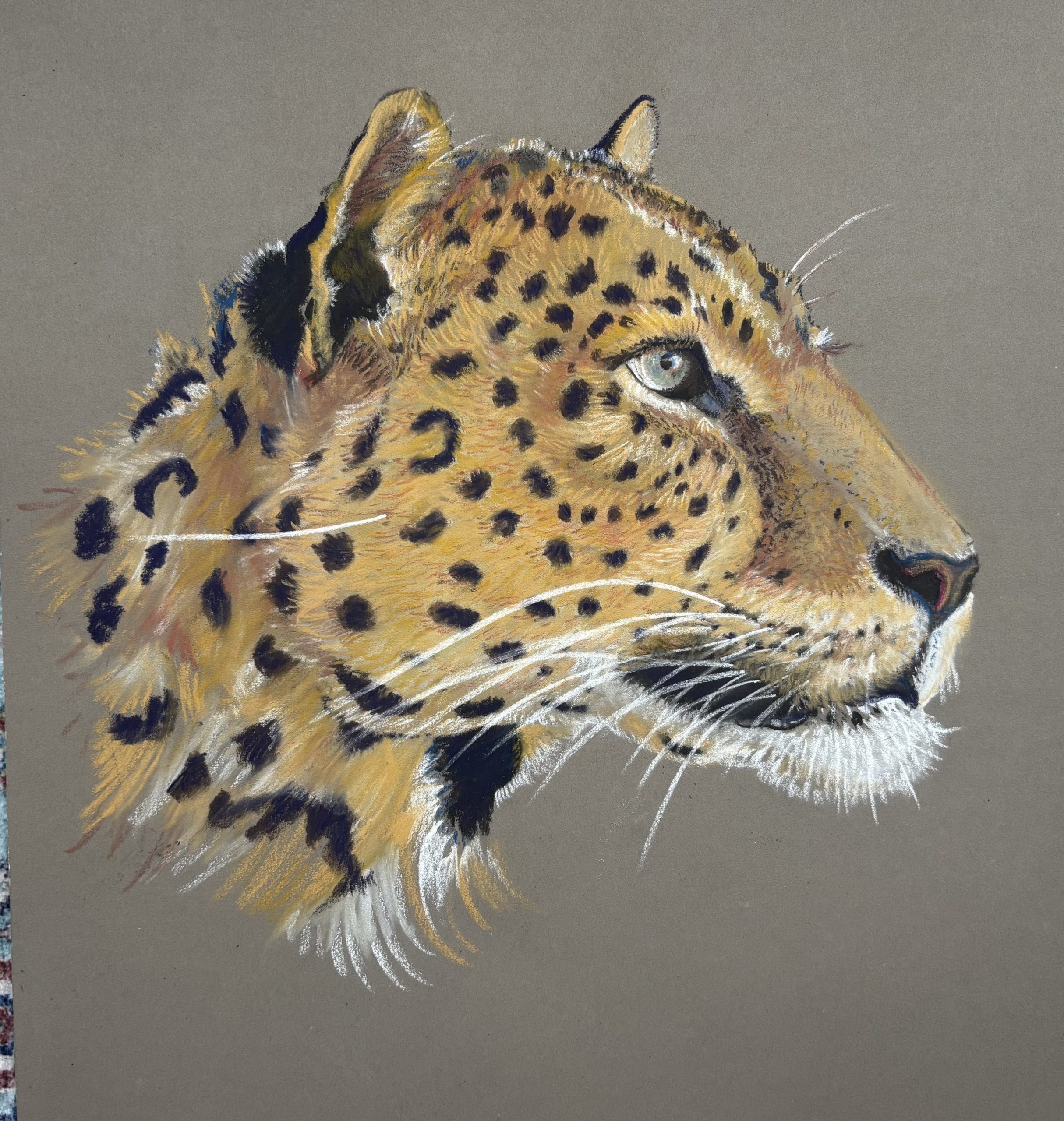 Animal Pastel Portraits Summer Art Camp