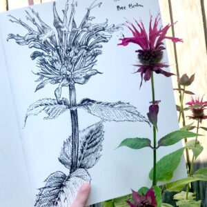 Nature Journaling Club